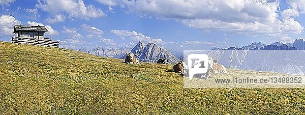 Kühe auf der Aferer Alm am Plosen  mit der Afer-Geisler-Gruppe und dem Peitlerkofel  Würzjochkamm  Villnösstal  Dolomiten  Provinz Bozen  Italien  Europa