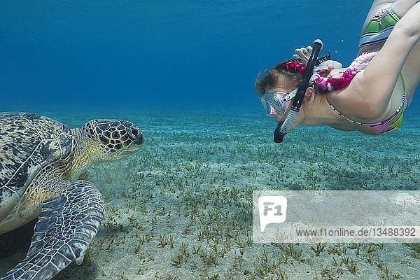Frau mit Maske und Flossen beim Schnorcheln mit der Grünen Meeresschildkröte (Chelonia mydas)  Rotes Meer  Abu Dabab  Marsa Alam  Ägypten  Afrika
