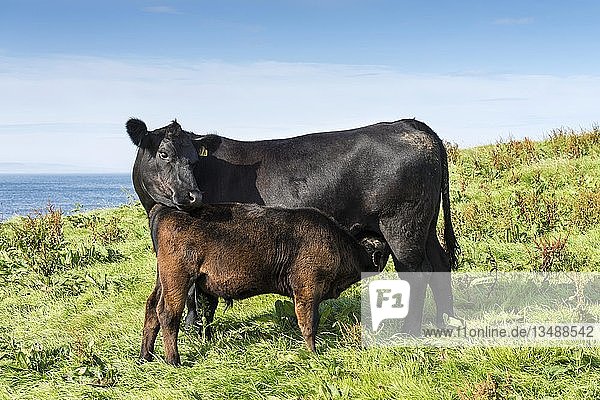 Schwarzes Aberdeen-Angus-Kalb säugend  mit Kuh  Caithness  Schottland  Vereinigtes Königreich  Europa