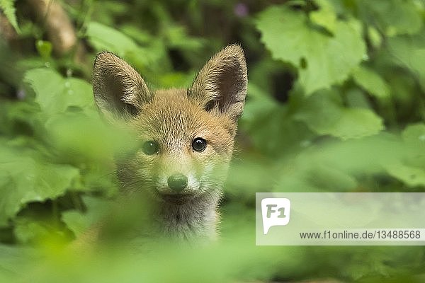 Fuchs (Vulpes vulpes)  Welpe  Tierportrait  Hessen  Deutschland  Europa