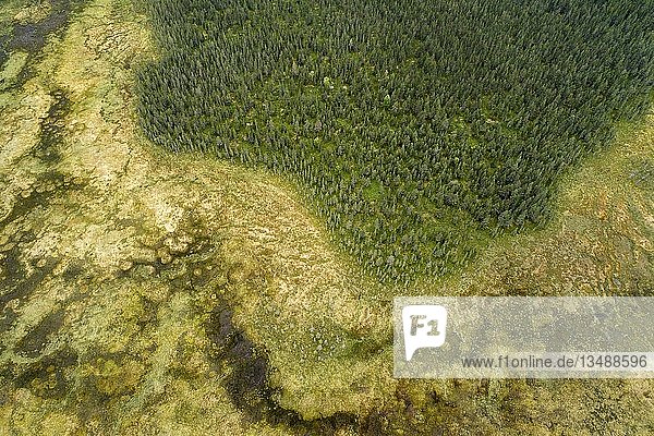 Drohnenaufnahme  Luftbild  borealer arktischer Wald mit Kiefern (Pinus) und Birken (Betula) am Rande eines Feuchtgebietes  Moor  Savukoski  Lappland  Finnland  Europa