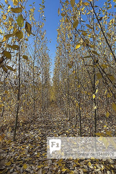 Baumschule  Kurzumtriebsplantage  Pappelplantage (Populus) im Herbstlaub  Franken  Bayern  Deutschland  Europa