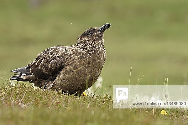 Raubmöwe (Stercorarius skua)  altes Tier steht auf feuchter Wiese  Handa Island  Großbritannien