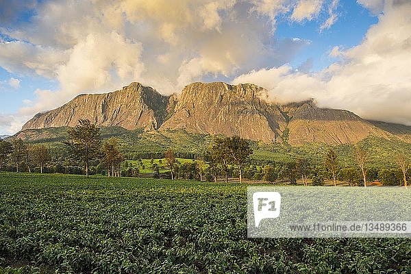Teeplantage am Mount Mulanje Malawi Afrika