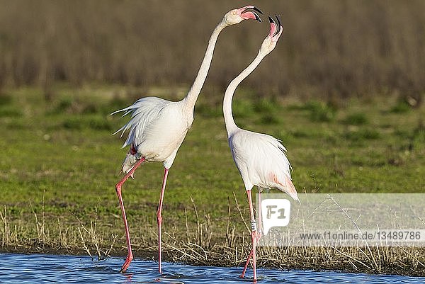 Großer Flamingo (Phoenicopterus roseus)  Streit zwischen zwei Vögeln an der Laguna de Fuente de Piedra  Provinz Malaga  Andalusien  Spanien  Europa