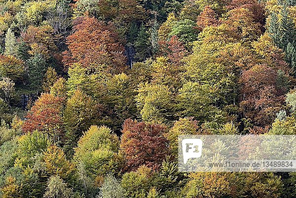 Laubmischwald am Berghang mit HerbstfÃ?rbung  Fuscher Tal  GroÃŸglockner-HochalpenstraÃŸe  Land Salzburg  Ã-sterreich  Europa