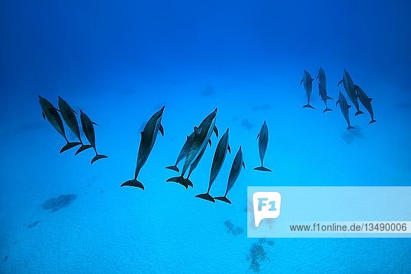 Three group of Spinner Dolphins (Stenella longirostris) swims over sandy bottom  Red Sea  Sataya Reef  Marsa Alam  Egypt  Africa