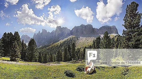 Kuh auf einer Alm mit Bergwald  Blick auf die Geislergruppe  Villnösser Tal  Dolomiten  Südtirol  Italien  Europa
