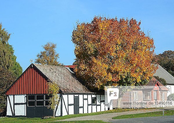 Baum mit Herbstlaub an einem alten Bauernhaus  Tomelilla  Schonen  Schweden  Europa