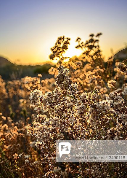 Blühende Pflanzen und Gräser im Gegenlicht  Sonnenuntergang  Crystal Cove State Park  Orange County  Kalifornien  USA  Nordamerika