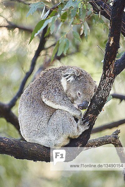 Koala (Phascolarctos cinereus) schlafend auf einem Bambusbaum  Great Otway National Park  Victoria  Australien  Ozeanien