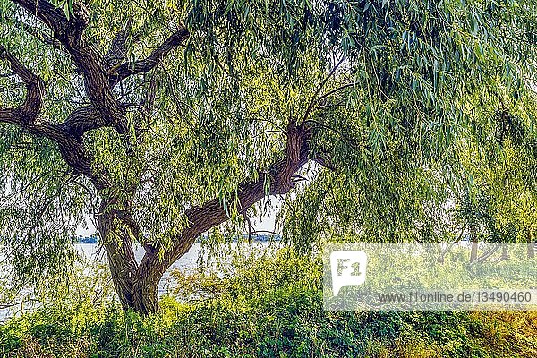 Trauerweide (Salix babylonica) Großer Zernsee Sonnenschein Spätsommer Werder Brandenburg Deutschland Europa
