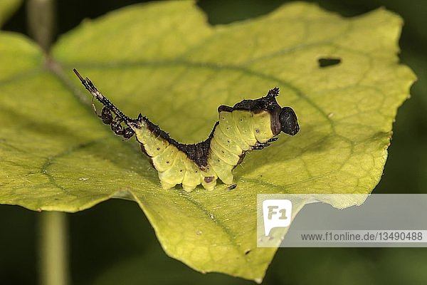 Gespinstmotte (Cerura vinula)  Raupe auf einem Blatt  wird von einer Ameise befallen  Baden-Württemberg  Deutschland  Europa