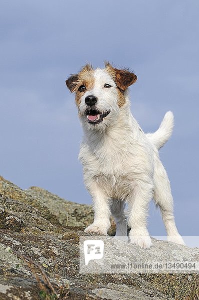 Jack Russell Terrier  braun-weiß  Hündin  aufmerksam auf Felsen stehend  Österreich  Europa