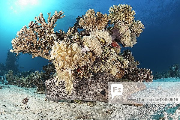 Riesenmuräne (Gymnothorax javanicus) liegt mit offenem Maul auf sandigem Grund unter einem Korallenblock aus verschiedenen Steinkorallen (Scleractinia) und Weichkorallen (Alcyonacea)  Rotes Meer  Ägypten  Afrika
