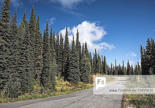 Straße Meadows in the Sky Parkway durch Nadelwälder  Herbst  Mount Revelstoke National Park  British Columbia  Kanada  Nordamerika