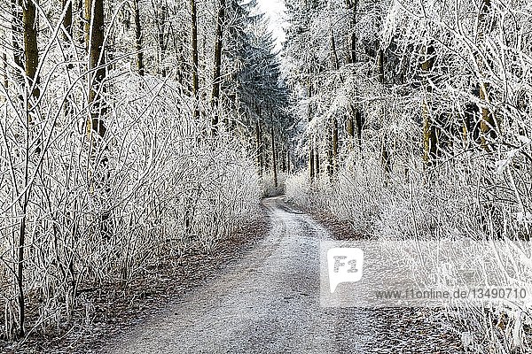 Raureif im Wald mit Waldweg Watterdingen Baden-Württemberg Deutschland Europa