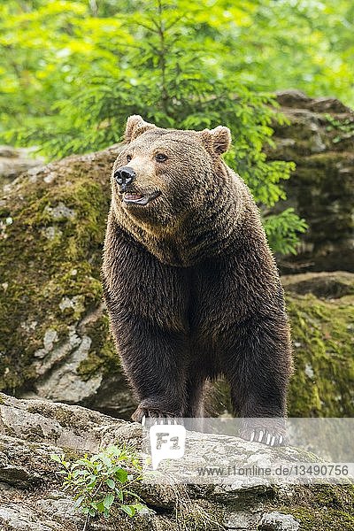 Europäischer Braunbär (Ursus arctos)  stehend auf Felsen  Nationalpark Bayerischer Wald  Bayern  Deutschland  Europa