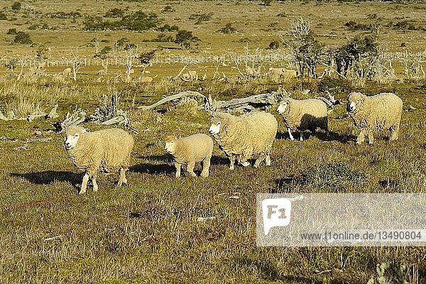 Schafe mit dichter Wolle auf der Weide  nahe Puerto Natales  Provinz Última Esperanza  Patagonien  Chile  Südamerika