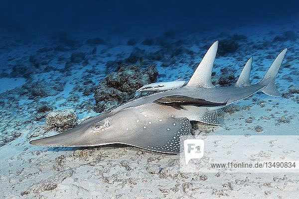 Gewöhnlicher Gitarrenfisch (Rhynchobatus djiddensis)  Remora  Lebendiger Haifisch (Echeneis naucrates)  Great Barrier Reef  Pazifik  Australien  Ozeanien