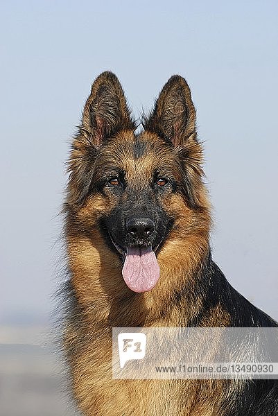 Old German shepherd dog  bitch  animal portrait  Austria  Europe