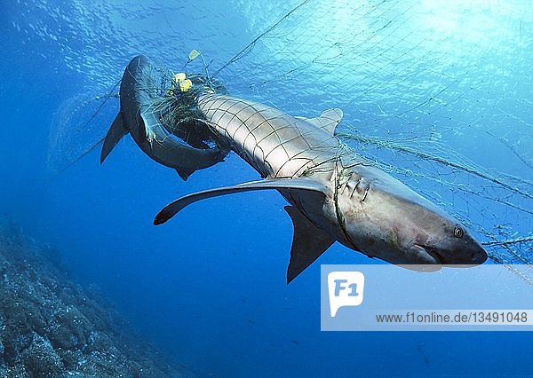 Tote Galapagoshaie (Carcharhinus galapagensis) in einem verwaisten Fischernetz  Wolfsinsel  Galapagos-Archipel  Unesco-Welterbe  Pazifik  Ecuador  Südamerika