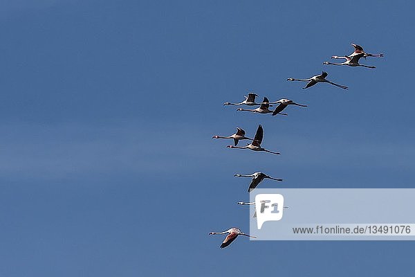 Großer Flamingo (Phoenicopterus roseus)  Schwarmfliegen vor blauem Himmel  Algarve  Portugal  Europa
