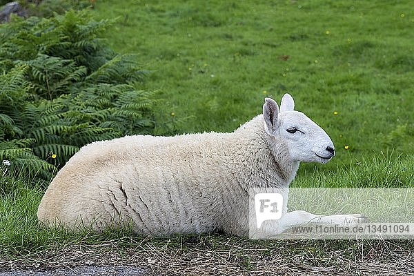 Junges Schaf  liegend  in den schottischen Highlands  Schottland  Vereinigtes Königreich  Europa