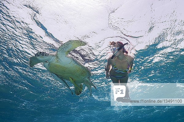 Frau mit Maske und Flossen beim Schnorcheln mit Grüner Meeresschildkröte (Chelonia mydas)  Rotes Meer  Abu Dabab  Marsa Alam  Ägypten  Afrika