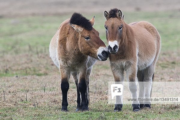 Przewalski-Pferde (Equus ferus przewalskii) beschnuppern sich gegenseitig  Emsland  Niedersachsen  Deutschland  Europa