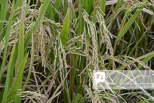 Reife Reiskörner auf Reispflanzen (Oryza sativa)  Reisfeld  Munduk  Nordbali  Bali  Indonesien  Asien