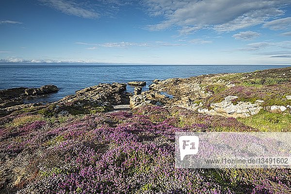 Zerklüftete Küstenlandschaft mit blühendem Heidekraut (Ericaceae) am Moray Firth bei Tarbat Ness  Schottland  Vereinigtes Königreich  Europa