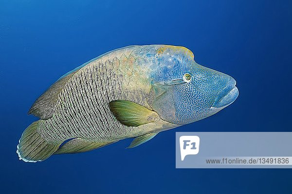 Adulter Napoleon-Lippfisch (Cheilinus undulatus), Großes Barriereriff, Pazifik, Australien, Ozeanien