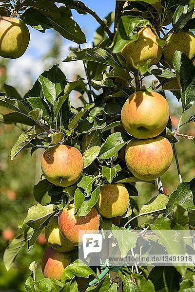 Äpfel hängen an Apfelbäumen  Apfelplantage  Trentino  Südtirol  Italien  Europa
