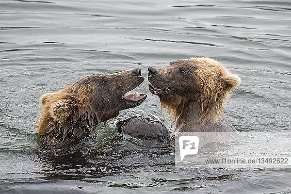 Zwei junge Braunbären (Ursus Arctos) spielen im Wasser  Brooks River  Katmai National Park  Alaska  USA  Nordamerika
