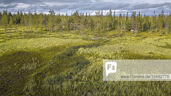 Drohnenansicht  Luftbild  arktischer borealer Wald mit Kiefern (Pinus) in Feuchtgebiet  Moor  SodankylÃ¤  Lappland  Finnland  Europa