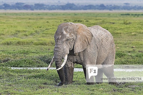 Afrikanischer Elefant (Loxodonta africana) im Sumpfgebiet  Amboseli-Nationalpark  Kenia  Ostafrika  Afrika