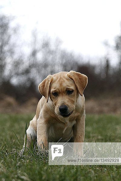 Hund  Labrador  Golden Retriever  Welpe
