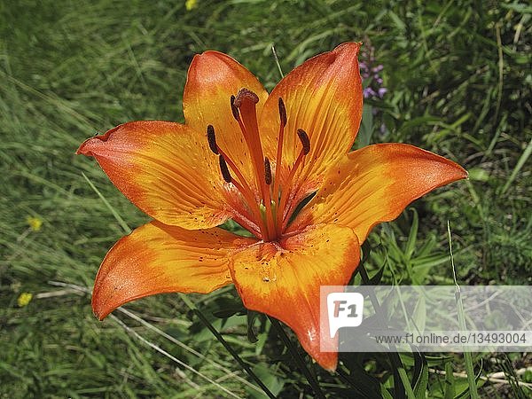 Flowering Orange Lilies Or Fire Lilies Lilium Bulbiferum Along The Field Lily Path Of Govelin Goehrde Wendland Luechow Dannenberg Lower Saxony Germany Europe