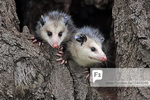 Virginia Opossum (Didelphis virginiana)  zwei Jungtiere auf Baumstamm  wachsam  Tierportrait  Pine County  Minnesota  USA  Nordamerika