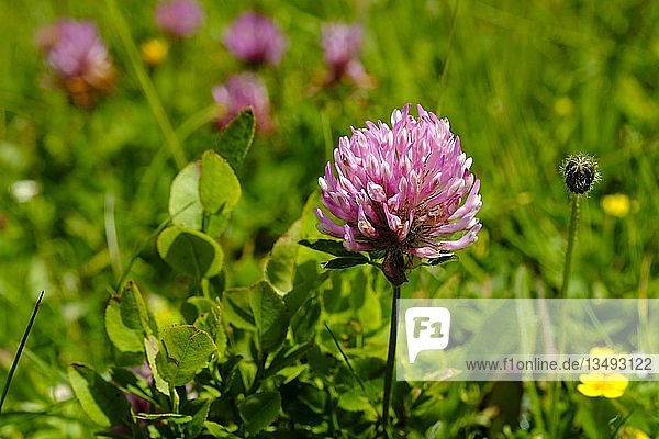 Roter Wiesenklee (Trifolium pratense) bayerische Alpen Nationalpark Berchtesgaden Bayern Deutschland Europa