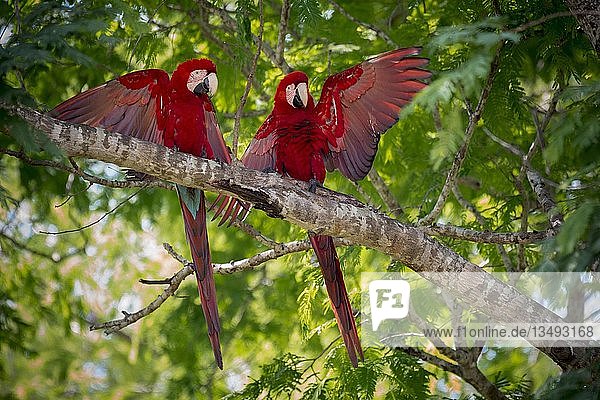 Rot- und Grünaras (Ara chloropterus)  Tierpaar mit offenen Flügeln in einem Baum  Pantanal  Mato Grosso do Sul  Brasilien  Südamerika