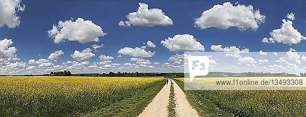Hiker on a dirt track  bright rape fields and white clouds against a blue sky  near Erkertshofen  Titting  AltmÃ¼hltal Nature Park  Bavaria  Germany  Europe