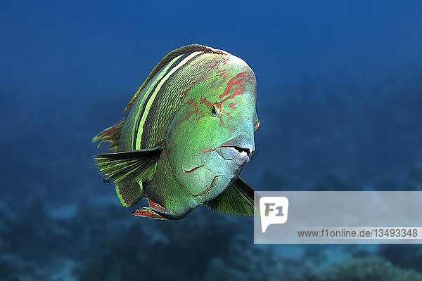Spiegelfleck-Lippfisch (Coris aygula) von vorne, Rotes Meer, Ägypten, Afrika
