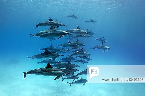 Swarm dolphins spinner dolphin (Stenella longirostris)  swimming in lagoon  Great Barrier Reef  Pacific  Australia  Oceania