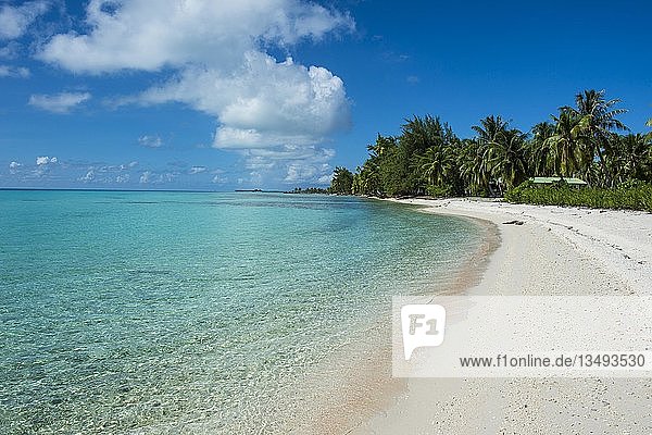 Palmengesäumter weißer Sandstrand im türkisfarbenen Wasser von Tikehau  Tuamotu-Archipel  Französisch-Polynesien  Ozeanien
