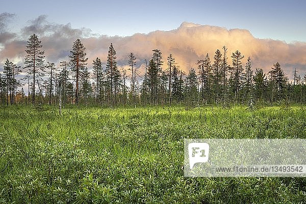Kiefernwald mit rosa Wolken im Feuchtgebiet  SodankylÃ¤  Lappi  Finnland  Europa