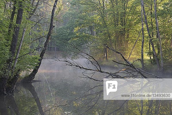 Abgestorbener Baum liegt in einem Altarm der Spree im Morgennebel  Biosphärenreservat Oberlausitzer Heide- und Teichlandschaft  Sachsen  Deutschland  Europa