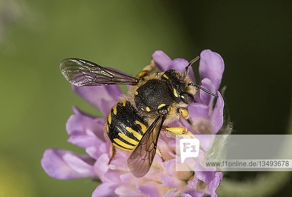 Europäische Wollknäuel-Biene (Anthidium manicatum) auf Ackerkratzdistel (Knautia arvensis)  Baden-Württemberg  Deutschland  Europa
