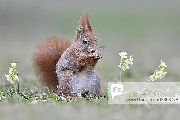 Rotes Eichhörnchen (Sciurus vulgaris) sitzt auf einer Blumenwiese und frisst  Sachsen  Deutschland  Europa